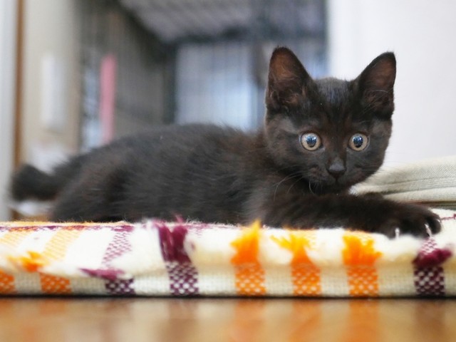 子猫時代、のんびりとくつろぐすーちゃん（画像提供：すーちゃんさん）