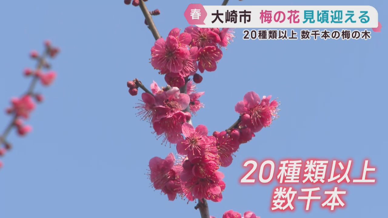 農場に咲き誇る梅の花　４月上旬まで楽しめる　宮城・大崎市