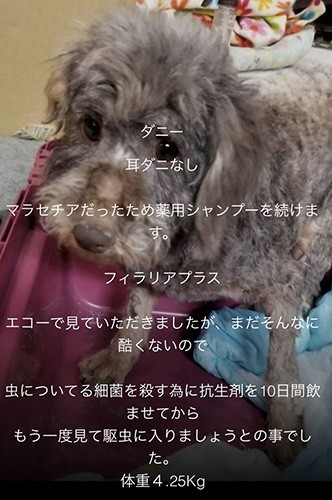 保護犬と暮らしたい でも何度も譲渡を断られ揺れる心 待ち続け ついに出会えた 犬 猫との幸せな暮らしのためのペット情報サイト Sippo