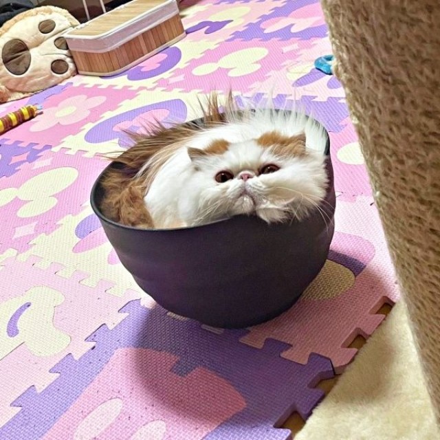 まるでうどん！？ 器にすっぽりおさまるもけちゃん（画像提供：もけもけ@エキゾチックロングヘアさん）