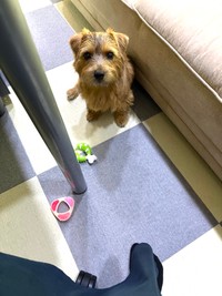 人気漫画『DOG SIGNAL』の作者、みやうち沙矢さんの愛犬、ノーフォークテリアの、うじゅちゃん（画像提供：みやうち沙矢さん）