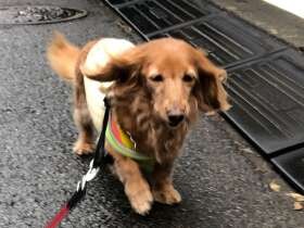 苦手な雨あがりの道に、この表情　カニンヘンダックス「にこ」