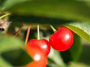 あの夏祖母に教わった着付け。夏は浴衣を着る、特に予定はなくても