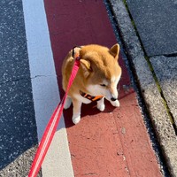 「もう歩けない…」散歩中、拒否柴を発動するあずきちゃん（画像提供：林さん）