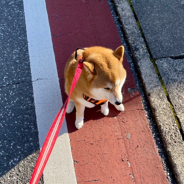 「もう歩けない…」散歩中、拒否柴を発動するあずきちゃん（画像提供：林さん）