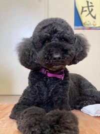  勤務犬第1号のミカ。小児科病棟では手術を怖がる子どもたちのため手術室で麻酔がかかるまで寄り添ったという（提供写真）