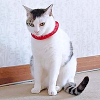 3歳を迎えたグミちゃん（画像提供：山口夏実さん）