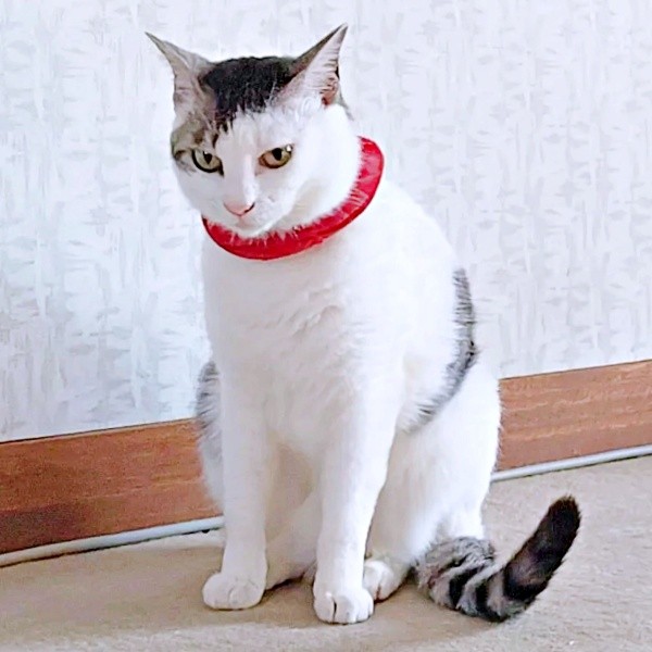 3歳を迎えたグミちゃん（画像提供：山口夏実さん）