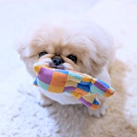 一緒に遊ぼ！ 飼い主さんを誘いに来たどんきちくん（画像提供：ペキのどんきちさん）