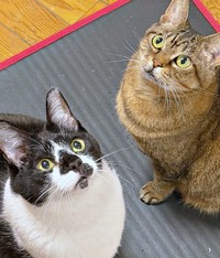 きゅるんとした瞳が愛らしい（左から）弟猫のてんてんくん、さくらちゃん（画像提供：どっちさん）