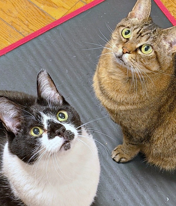 きゅるんとした瞳が愛らしい（左から）弟猫のてんてんくん、さくらちゃん（画像提供：どっちさん）