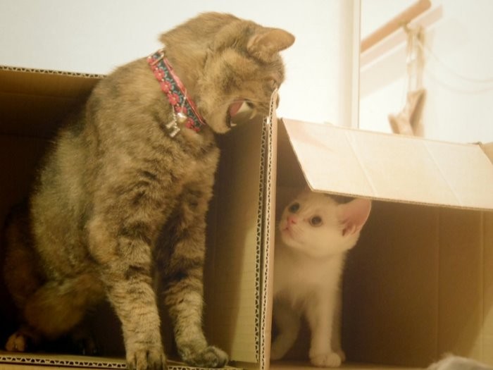 来たばかりのコト（右）にシャーしていたモコ　（maiさん提供）