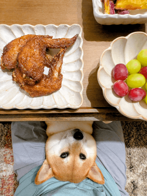 食事中、飼い主さんの膝上で仰向けになって見つめるすずちゃん（画像提供：入間川いぬ散歩会さん）