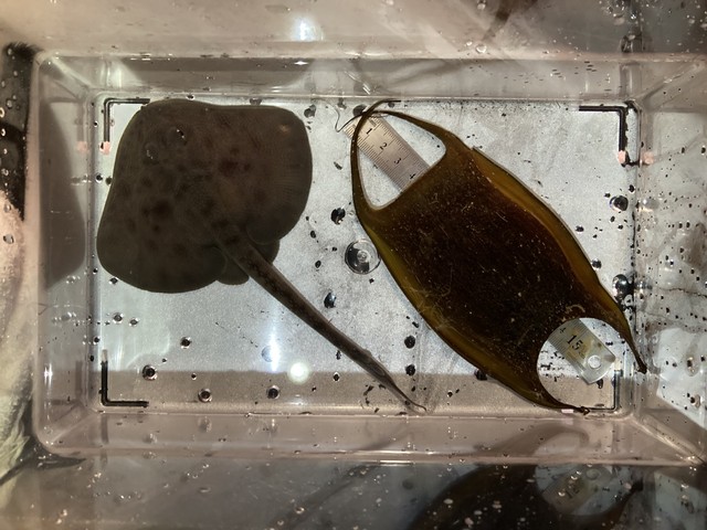 左：ザラカスベ赤ちゃん　右：卵