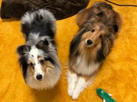 「ご飯まだ？」 飼い主さんを見上げてアピールする（左から）こいとちゃん、こわたちゃん（画像提供：こわた＋こいとさん）