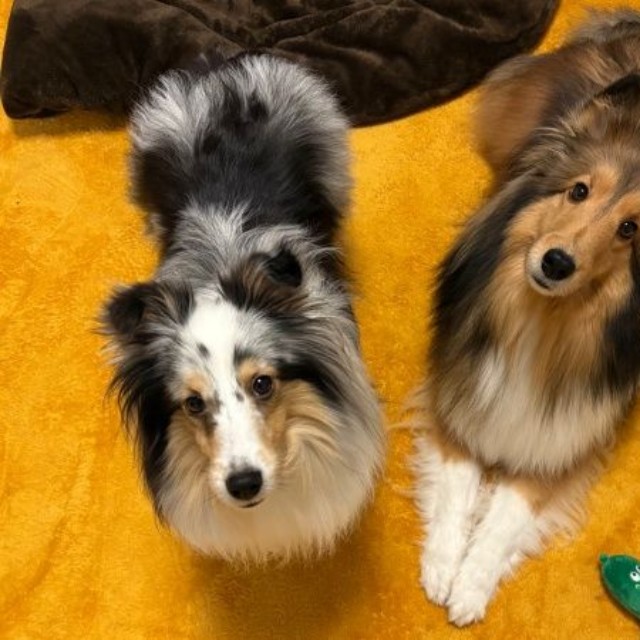 「ご飯まだ？」 飼い主さんを見上げてアピールする（左から）こいとちゃん、こわたちゃん（画像提供：こわた＋こいとさん）