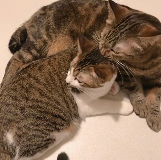 甘えん坊のモモ（左）は、いつもごま（右）にべったり（チャオコさん提供）