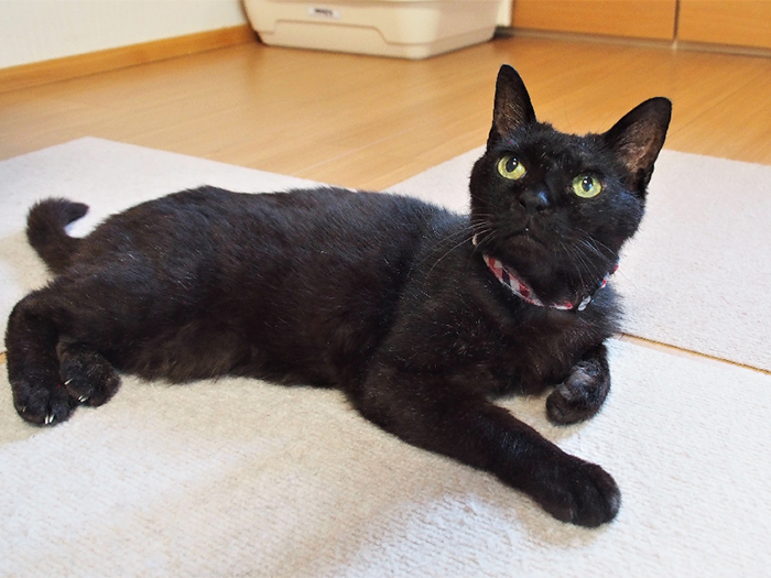 小柄でキュートなうらんちゃん