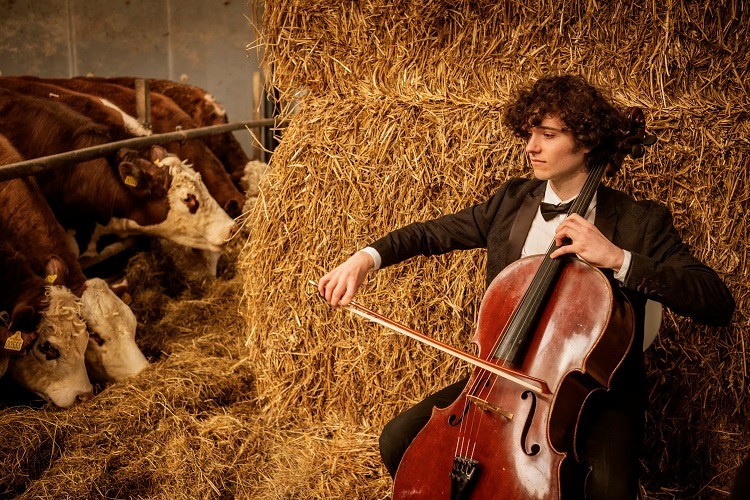 Johannes Gray and other students of the Scandinavian Cello School perform for Mogens and Louise Haugaard's cows in Lund, Denmark, April 23, 2021. “It's actually nice playing for cows," said Gray. “They really do come over to you. And they have preferences." (Carsten Snejbjerg/The New York Times)