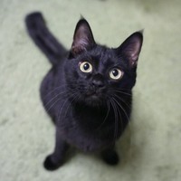 きゅるんとした瞳がかわいらしいつくねちゃん（画像提供：黒猫つくねちゃん太しっぽさん）