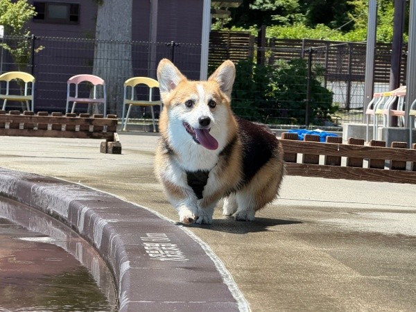 プールサイドで笑みを浮かべるギズモちゃん（画像提供：elmoelmodogさん）