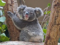 りんの赤ちゃんはまん丸顔の「だいふく」（名古屋市東山動植物園提供）