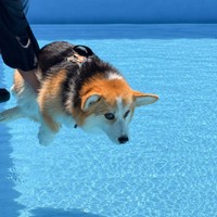 低いところからではやる気が出ないギズモちゃん（画像提供：elmoelmodogさん）