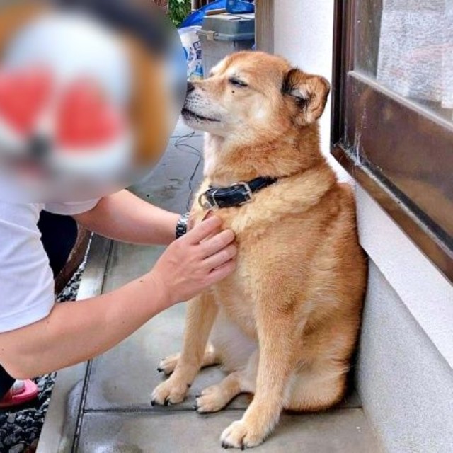 パパの前でうっとりするテツくん（画像提供：ゆずのなかさん）