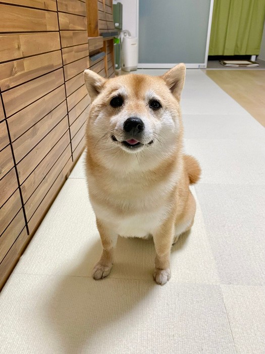 優しそうなゆるめのお顔に癒されちゃう！（提供：T.Katsumiさん）