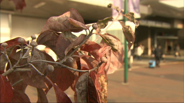 きょうは立冬　岡山市の通勤・通学者は