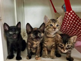 乳がんステージ４で保護猫カフェ開いた女性　猫を助けているようで実は助けられている