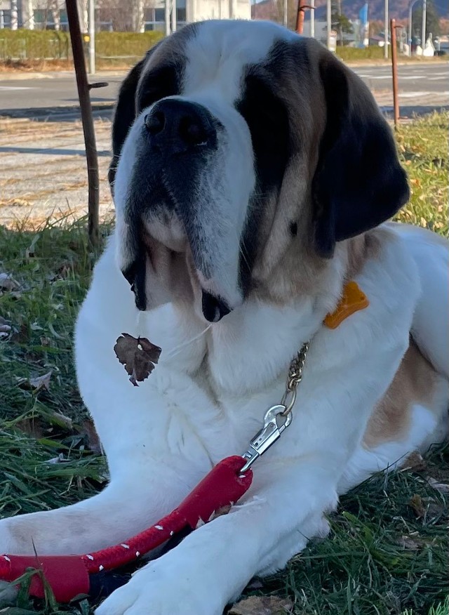 垂れたヨダレに、落ち葉がくっついています！（コマチさん提供@komachi8991）