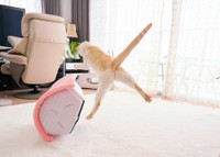 足がピーン！（提供：忍者猫チャコたん&すず香さん）