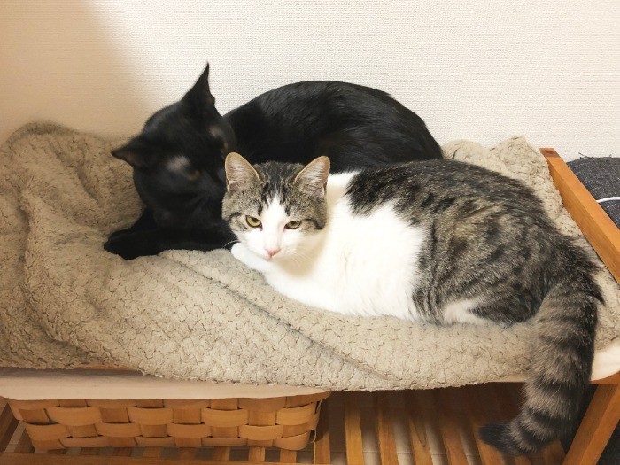 今年１月。預かっている「りの」ちゃんをなめてあげる、tomoさんの愛猫「ごま味」ちゃん（tomoさん提供）

