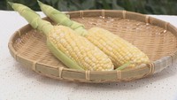 高松市香川町の畑で収穫されたスイートコーン「ドルチェドリーム」