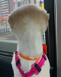 トリミング直後も後ろから見たらエリンギに見えることがあるそう（飼い主さん提供） 