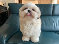 ソファの上にのってペロッと舌を出したオラフくん（画像提供：シーズーのオラフくん）