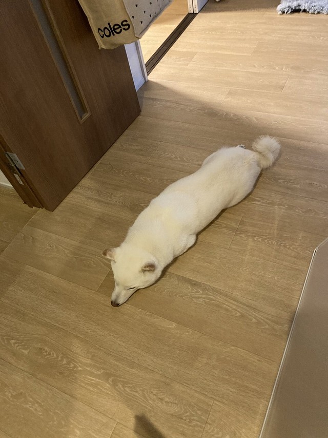 床で長くなって眠る、ゆきみちゃん（画像提供：柴犬ゆきみさん）