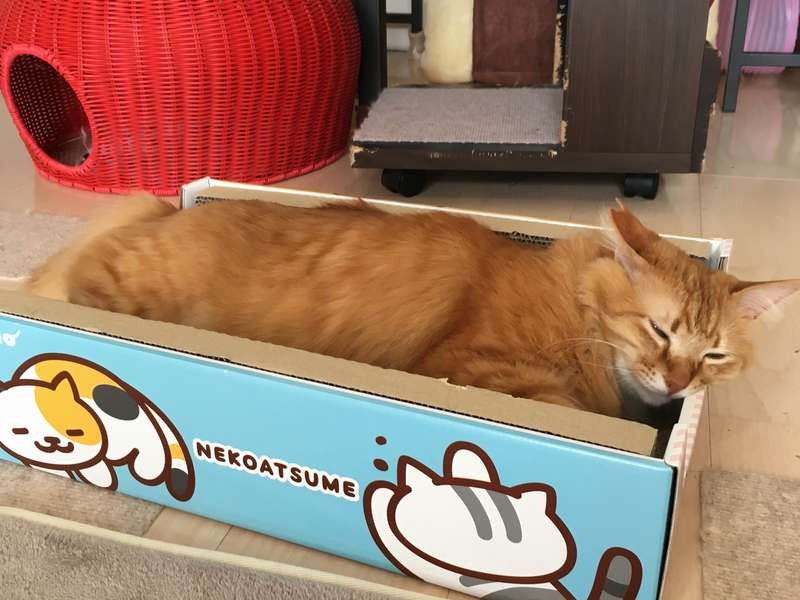 爪とぎの中で眠ってしまいました