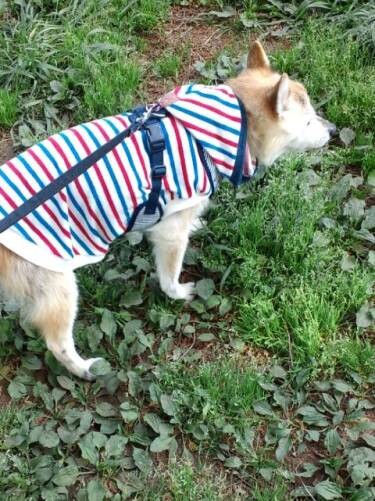 肝炎後のお散歩はゆっくりになった（コノマエヨミ子さん提供）