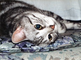 人生に猫が必要　自分を見失いかけた時、きょうだい猫に出会った