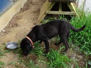 視察報告　ネグレクト状態の犬をどう救うか