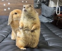 プレーリードッグのぬふくん（提供：やみの@Prairie dogさん）