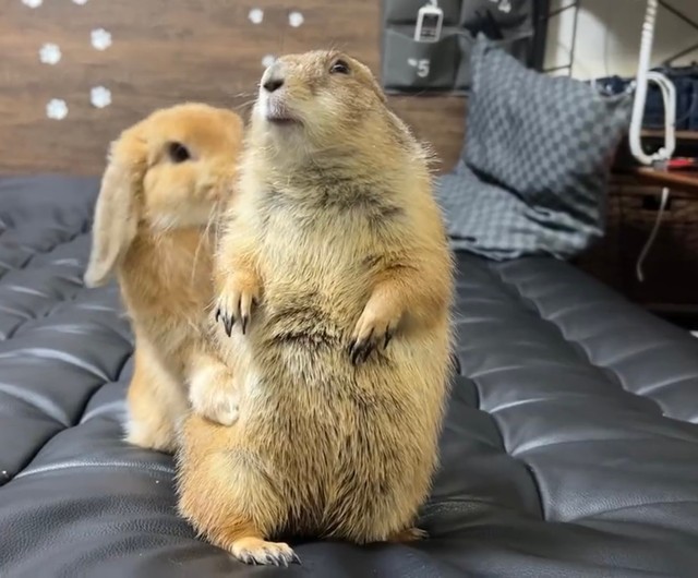 プレーリードッグのぬふくん（提供：やみの@Prairie dogさん）