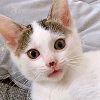 鼻にハート印があるおかかくん（画像提供：おかかとそぼろの成長記録さん）