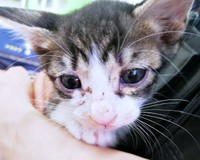 病院で出会ったとき、生後1カ月半だったくうちゃん（画像提供：Ｙさん）