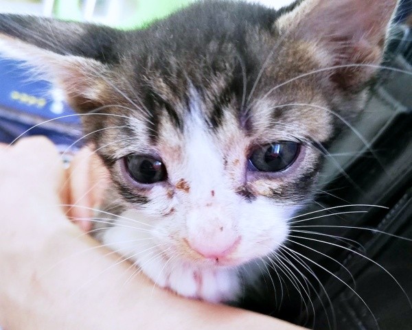 病院で出会ったとき、生後1カ月半だったくうちゃん（画像提供：Ｙさん）