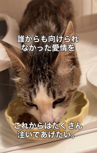 2日目にはご飯を食べてくれた！（「こたとつーちゃんと時々おたま」さん提供、Instagramよりキャプチャ撮影）