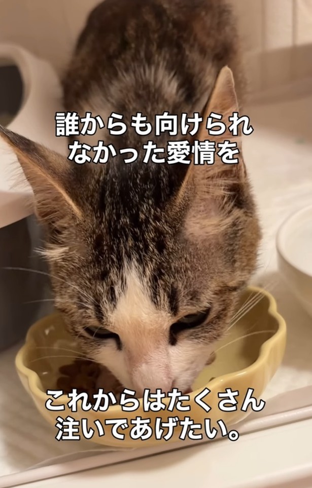 2日目にはご飯を食べてくれた！（「こたとつーちゃんと時々おたま」さん提供、Instagramよりキャプチャ撮影）