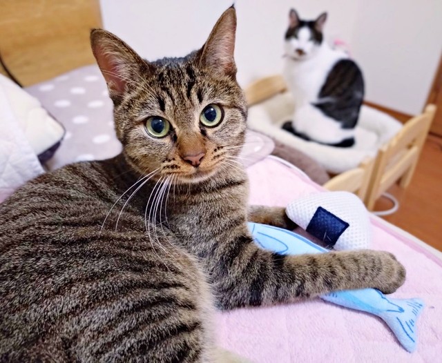 ある日の『添い寝のおとも』は、おにぎりとお魚の「焼き魚定食」だったランちゃん。奥は、同居猫のチャコちゃん（画像提供：みぃさん）